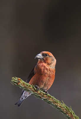 3. Loxia curvirostra / Kruisbek / Crossbill
