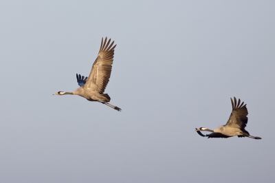 4. Grus grus / Kraanvogel / Crane
