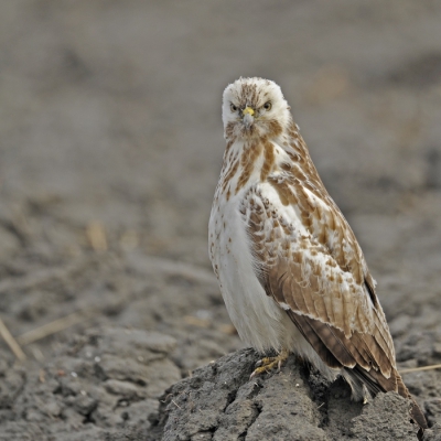 2. Buteo buteo / Buizerd / Buzzard