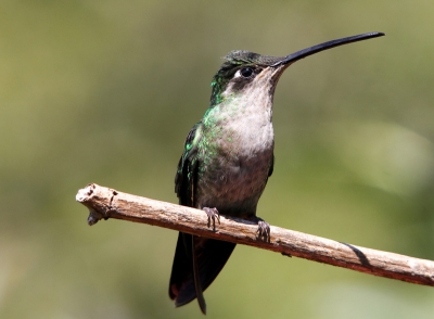 Bird picture: Eugenes fulgens / Rivoliekolibrie / Magnificient Hummingbird