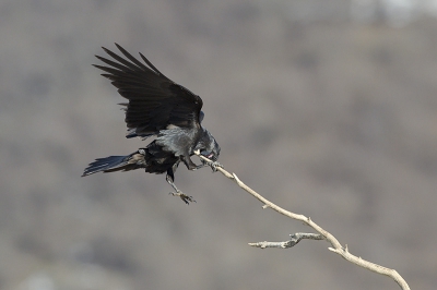Bird picture: Corvus corax / Raaf / Northern Raven
