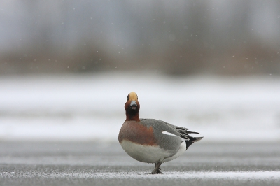 Bird picture: Anas penelope / Smient / Wigeon