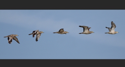 Vogel foto: Burhinus oedicnemus / Griel / Stone Curlew