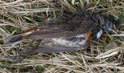Vogel foto: Luscinia svecica / Blauwborst / Bluethroat