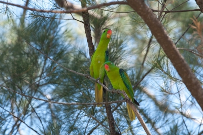 Bird picture: Tanygnathus lucionencis / Blauwnek papagaai / Blue-naped parrot