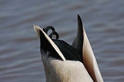 Vogel foto: Anas platyrhynchos / Wilde Eend / Mallard