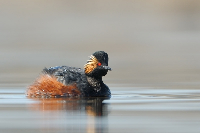 Deze morgen enkele uren in de vieze troep gelegen om deze geoorde fuutjes te fotograferen.