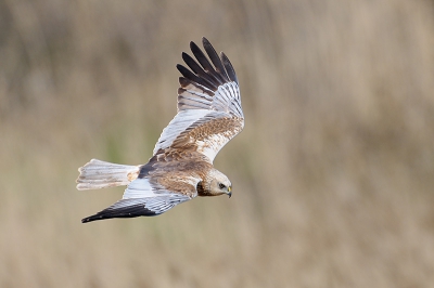 Deze Bruine kiekendief vloog laag over het riet . Ik stond boven op een dijk.
Dit effect vond ik wel mooi.