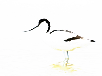 Vogel foto: Recurvirostra avosetta / Kluut / Avocet