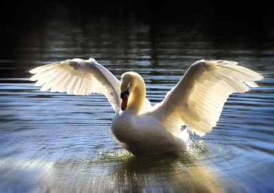 Vogel foto: Cygnus olor / Knobbelzwaan / Mute Swan