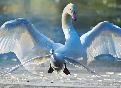 Vogel foto: Cygnus olor / Knobbelzwaan / Mute Swan