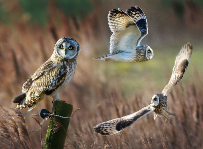 Vogel foto: Asio flammeus / Velduil / Short-eared Owl