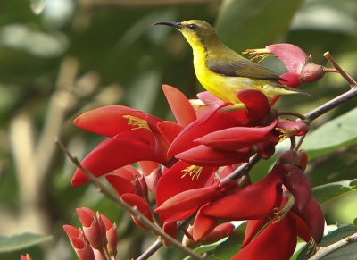 Bird picture: Cinnyris jugularis / Staalborsthoningzuiger / Olive-backed Sunbird