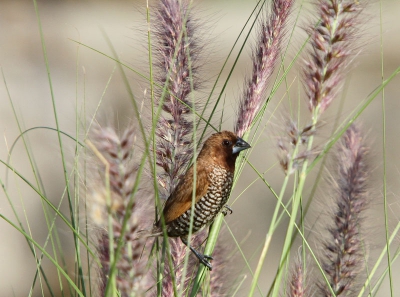 Bird picture: Lonchura punctulata / Muskaatvink / Scaly-Breasted munia