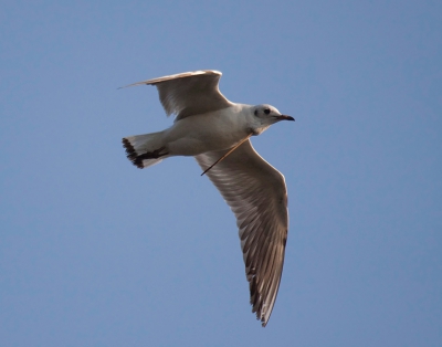 Vogel foto: Larus ridibundus / gewonde Kokmeeuw / Black-headed Gull