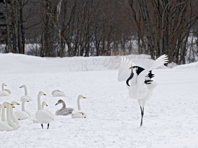 Bird picture: Grus japonensis / Japanse Kraanvogel / Japanese Crane