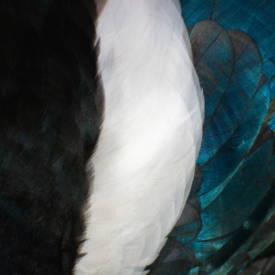 Vogel foto: Pica pica / Ekster / Magpie