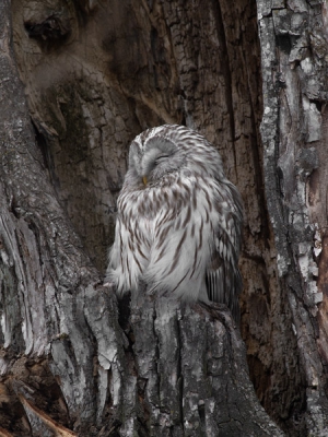 Bird picture: Striix uralensis / Oeraluil / Ural Owl