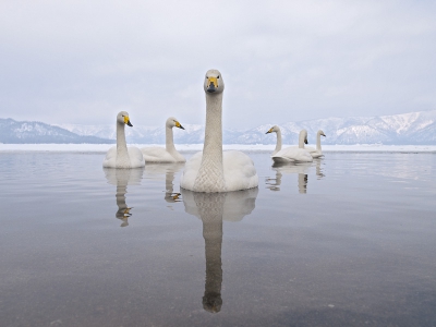 Bird picture: Cygnus cygnus / Wilde Zwaan / Whooper Swan