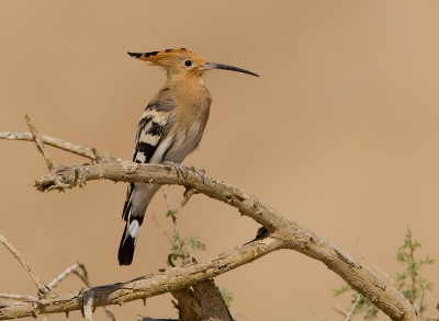 Bird picture: Upupa epops / Hop / Hoopoe