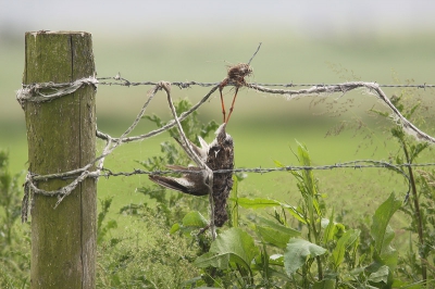 Vogel foto: Tringa totanus / Tureluur / Redshank