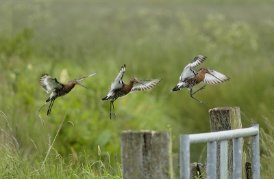 Vogel foto: Limosa limosa / Grutto / Black-tailed Godwit