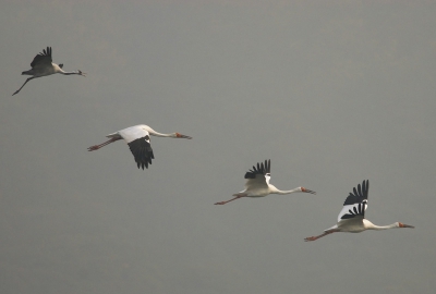 Bird picture: Grus leucogeranus / Siberische Witte Kraanvogel / Siberian Crane