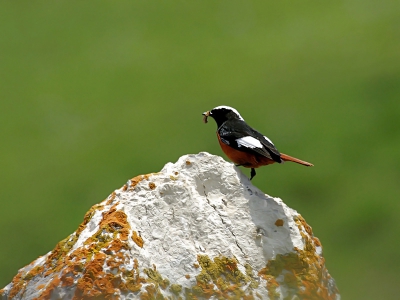 Bird picture: Phoenicurus erythrogaster / Witkruinroodstaart / G�ldenst�dt's Redstart