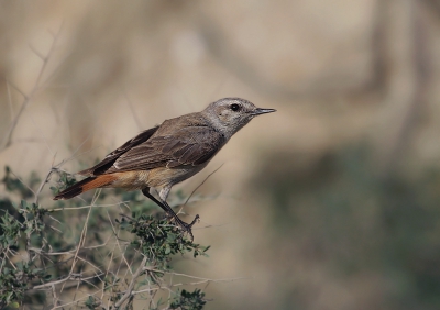 Bird picture: Oenanthe chrysopygia / Oostelijke Roodstaarttapuit / Persian Wheatear