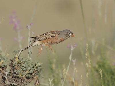 Bird picture: Emberiza buchanani / Steenortolaan / Grey-necked Bunting