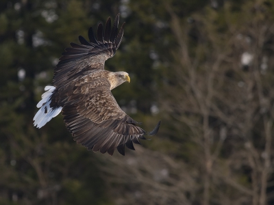 Bird picture: Haliaeetus albicilla / Zeearend / White-tailed Eagle