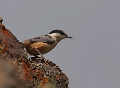 Bird picture: Sitta tephronota / Grote Rotsklever / Eastern Rock Nuthatch