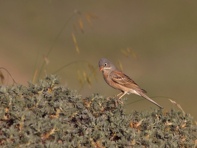 Bird picture: Emberiza buchanani / Steenortolaan / Grey-necked Bunting