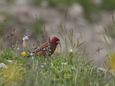 Bird picture: Carpodacus rubicilla / Grote Roodmus / Great Rosefinch