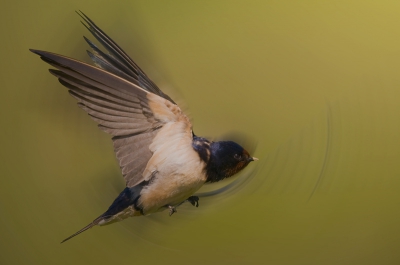 Vogel foto: Hirundo rustica / Boerenzwaluw / Swallow