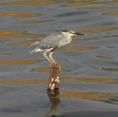 Bird picture: Butorides striata / Mangrovereiger / Striated Heron