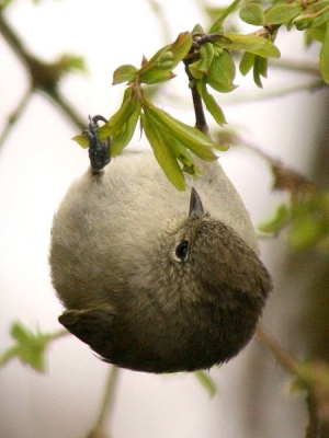 Bird picture: Sylviparus modestus / Geelbrauwmees / Yellow-browed Tit