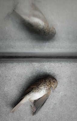 Vogel foto: Turdus philomelos / Tears in heaven / Song Thrush
