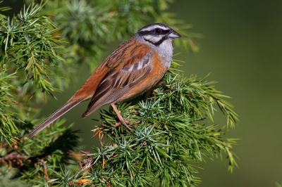 Bird picture: Emberiza cia / Grijze gors / Rock Bunting