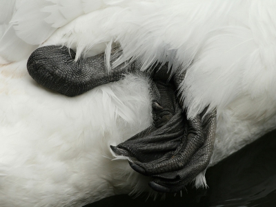 Bird picture: Cygnus olor / Knobbelzwaan / Mute Swan