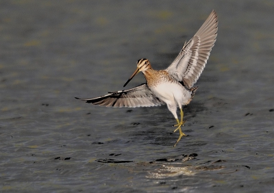 Bird picture: Gallinago gallinago / Watersnip / Snipe