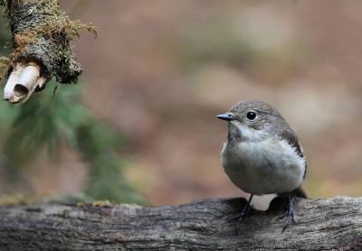 Bird picture: Ficedula hypoleuca / Bonte Vliegenvanger / Pied Flycatcher