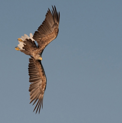 Bird picture: Haliaeetus albicilla / Zeearend / White-tailed Eagle