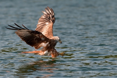 Bird picture: Milvus milvus / Rode Wouw / Red Kite