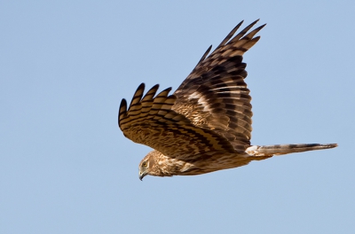 Bird picture: Circus pygargus / Grauwe Kiekendief / Montagus Harrier