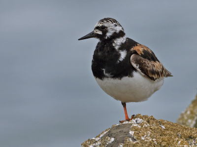 Bird picture: Arenaria interpres / Steenloper / Turnstone