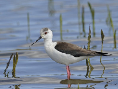 Bird picture: 1. Himantopus himantopus / Steltkluut / Black-winged Stilt