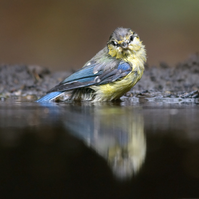 Bird picture: Parus caeruleus / Pimpelmees / Blue Tit