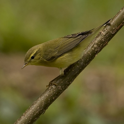 Bird picture: Phylloscopus trochilus / Fitis / Willow Warbler