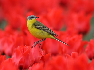 Bird picture: Motacilla flava / Gele Kwikstaart / Blue-headed Wagtail